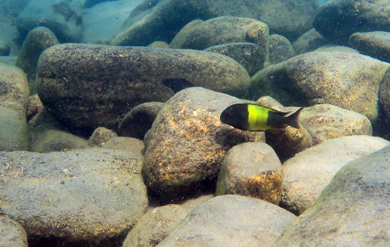 Tropheus sp. 'kaiser' Isonga